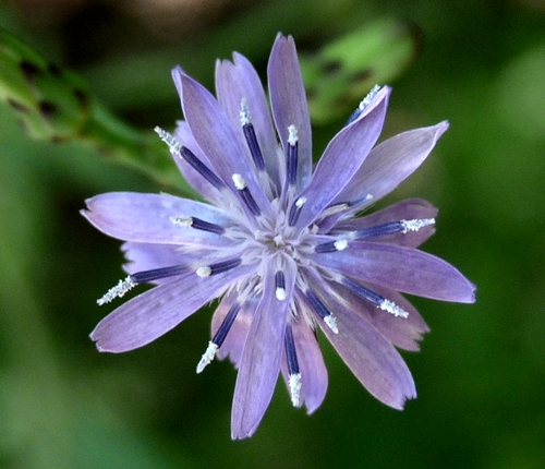{Lactuca floridana}